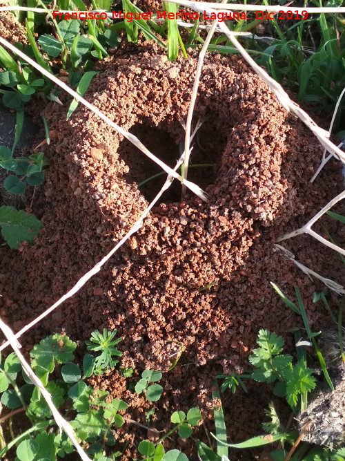 Hormiga Amarilla de los Prados - Hormiga Amarilla de los Prados. Hormiguero. Cerro de Santa Catalina - Jan