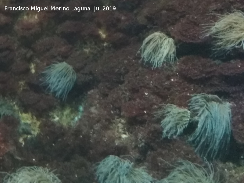 Anmona de mar - Anmona de mar. Santa Pola