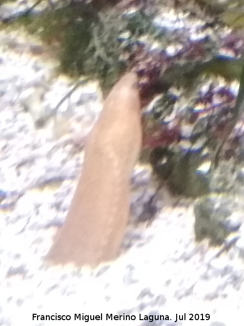 Pez anguila - Pez anguila. Santa Pola