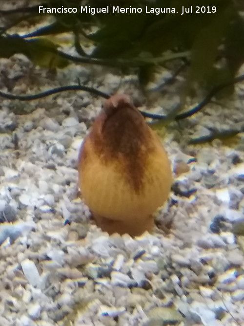 Pez anguila - Pez anguila. Santa Pola