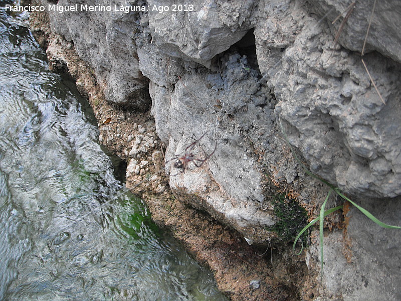 Araa orbitela - Araa orbitela. Parte baja. Ro Orcera - Orcera