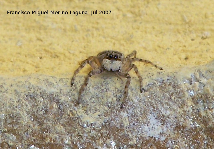 Araa saltadora - Araa saltadora. Los Villares