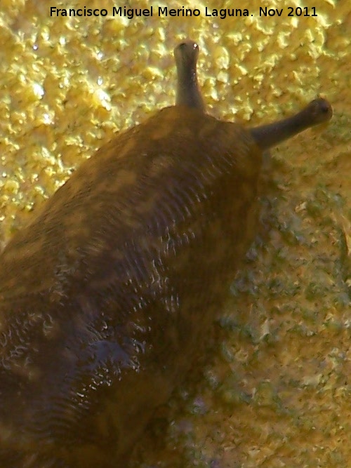 Babosa - Babosa. Los Villares