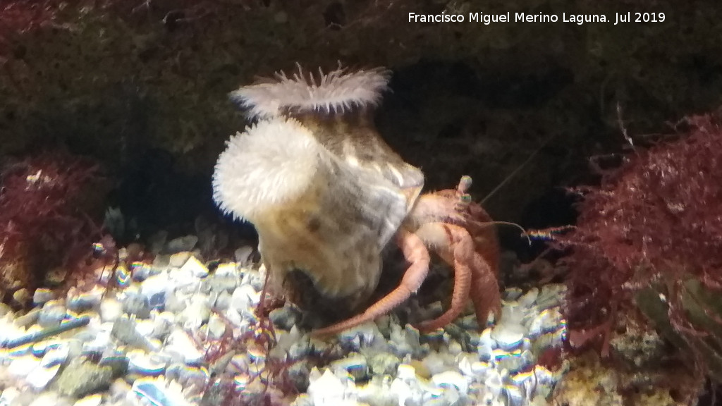 Cangrejo ermitao - Cangrejo ermitao. Santa Pola