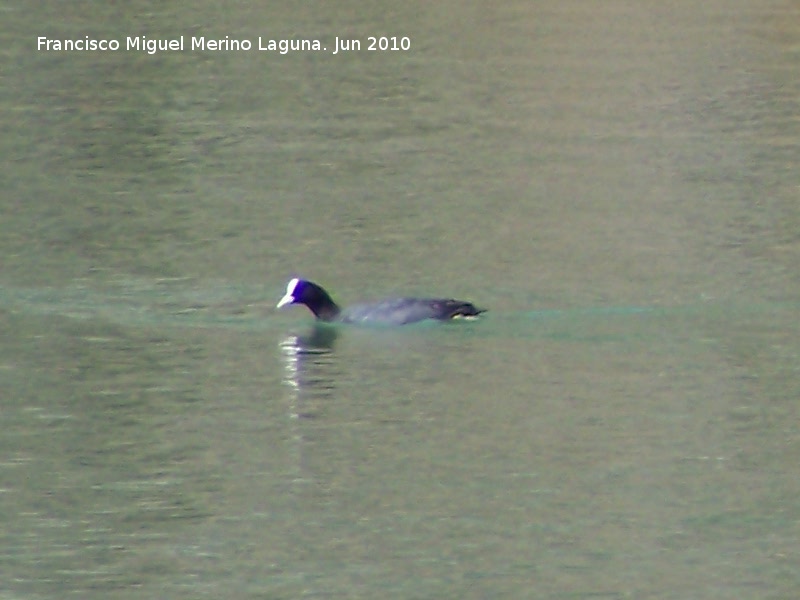 Pjaro Focha - Pjaro Focha. La Beata - Valdepeas