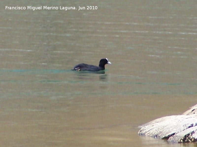 Pjaro Focha - Pjaro Focha. La Beata - Valdepeas