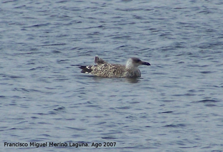 Pjaro Gaviota patiamarilla - Pjaro Gaviota patiamarilla. Santa Pola