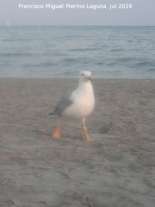 Pjaro Gaviota patiamarilla - Pjaro Gaviota patiamarilla. Santa Pola