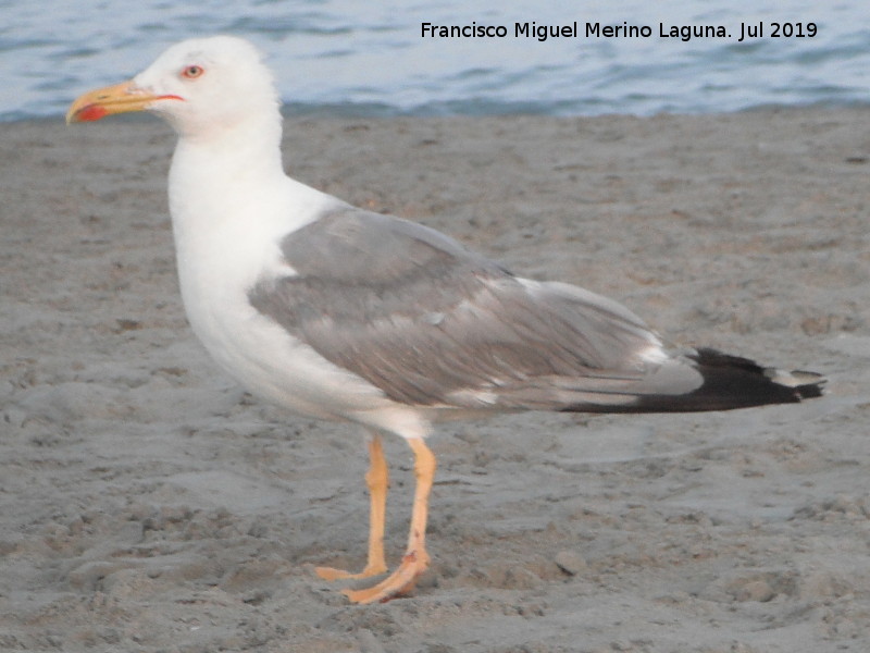 Pjaro Gaviota patiamarilla - Pjaro Gaviota patiamarilla. Santa Pola