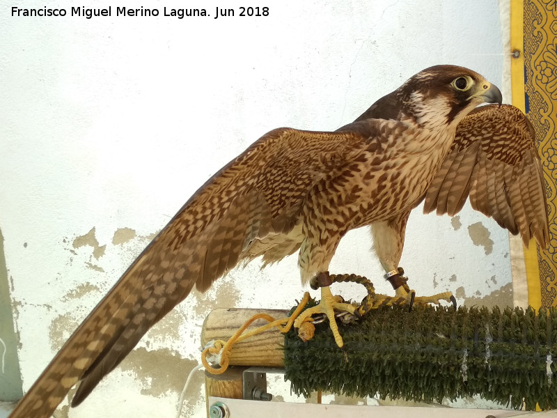 Pjaro Halcn peregrino - Pjaro Halcn peregrino. Navas de San Juan