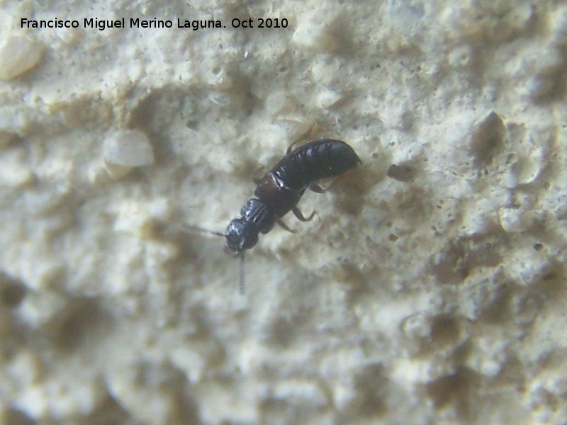 Escarabajo errante pequeo - Escarabajo errante pequeo. Los Villares