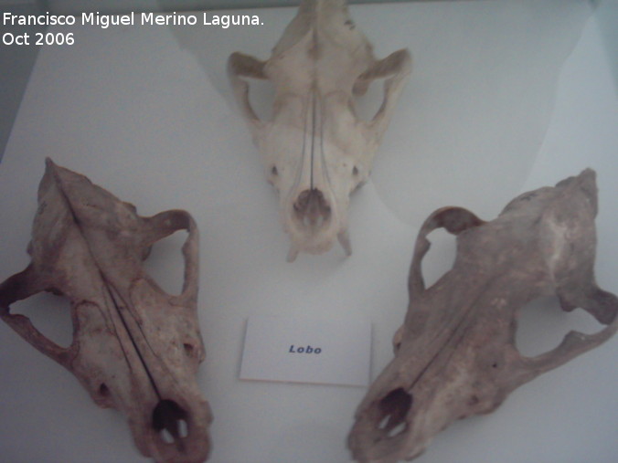 Lobo Ibrico - Lobo Ibrico. Crdoba