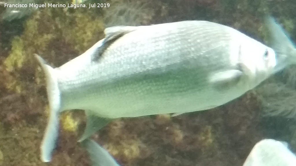 Pez Lubina - Pez Lubina. Santa Pola