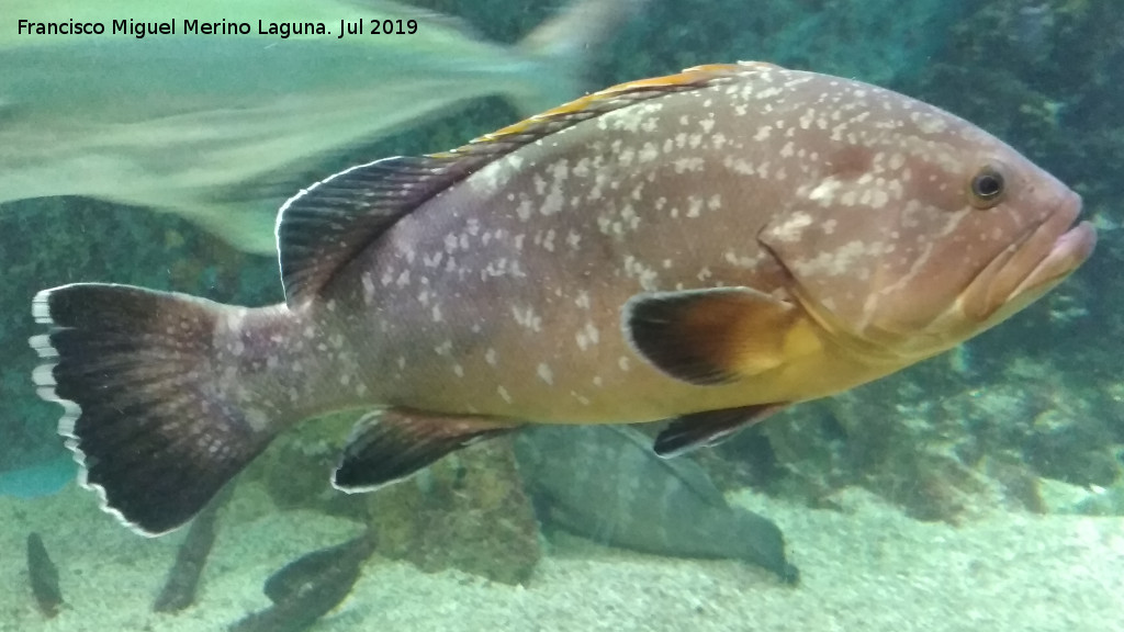 Pez Mero - Pez Mero. Santa Pola