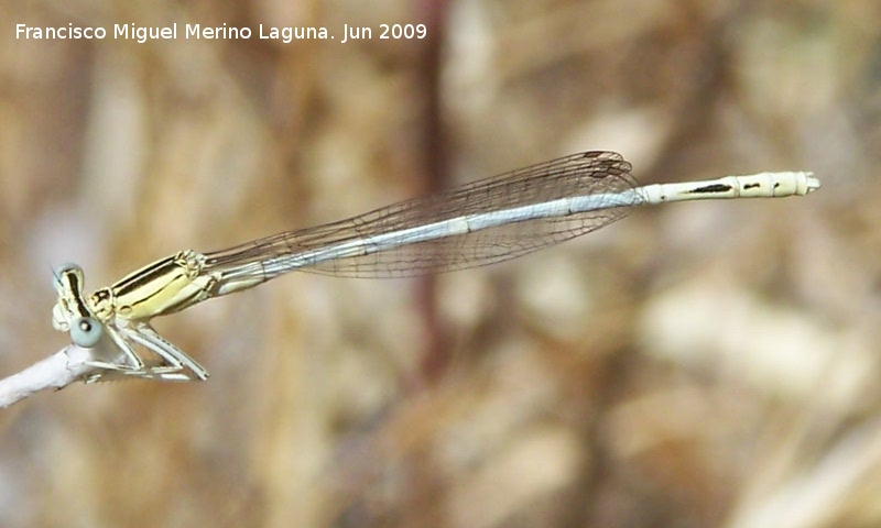 Liblula Platycnemis - Liblula Platycnemis. Los Caones - Jan