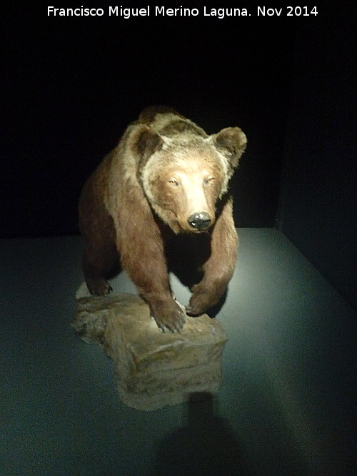 Oso pardo europeo - Oso pardo europeo. Parque de las Ciencias - Granada