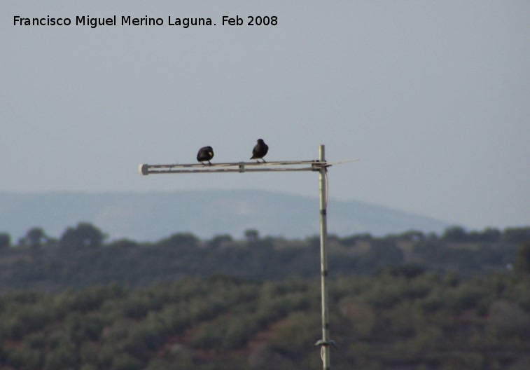 Pjaro Estornino negro - Pjaro Estornino negro. Navas de San Juan