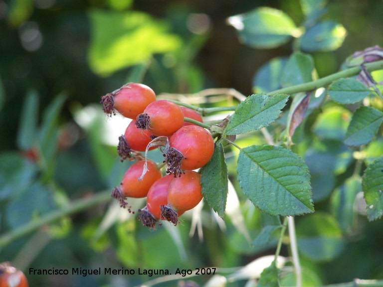 Escaramujo - Escaramujo. Los Villares