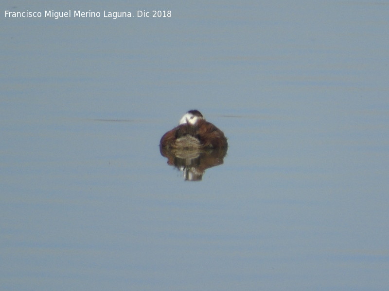 Pjaro Pato colorado - Pjaro Pato colorado. Hembra. Tablas de Daimiel