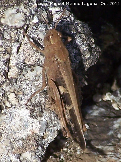 Saltamontes de campo - Saltamontes de campo. San Miguel - Linares