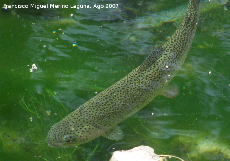 Pez Trucha arcoiris - Pez Trucha arcoiris. Castillo de Locubn