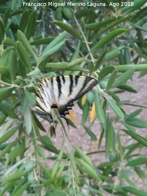 Mariposa podalirio - Mariposa podalirio. El Berrueco - Torredelcampo
