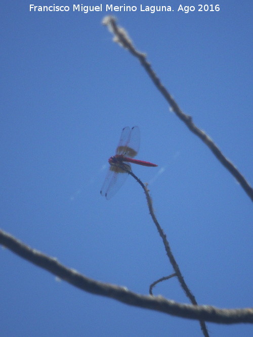 Liblula roja - Liblula roja. Charco de la Pringue - Villanueva del Arzobispo