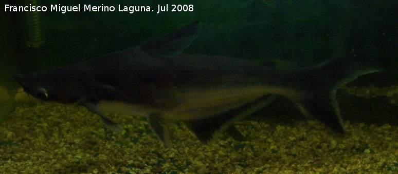 Pez Tiburn pangasio - Pez Tiburn pangasio. Los Villares