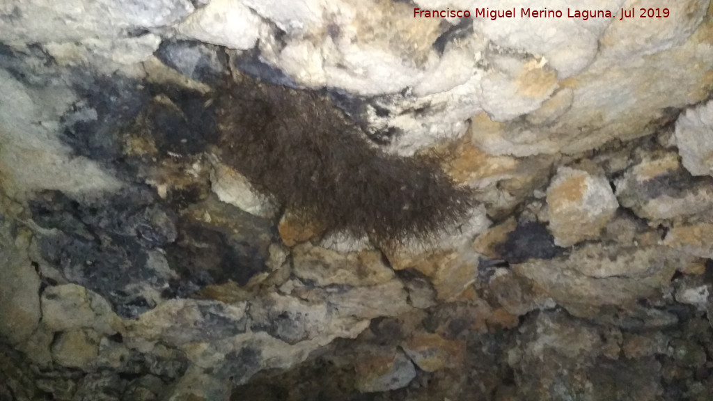 Opilio - Opilio. Colonia de opilios. Cueva de la Gota - Santa Pola