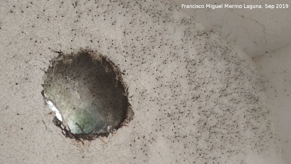 Opilio - Opilio. Manantial del Arroyo del Batn - Santa Elena