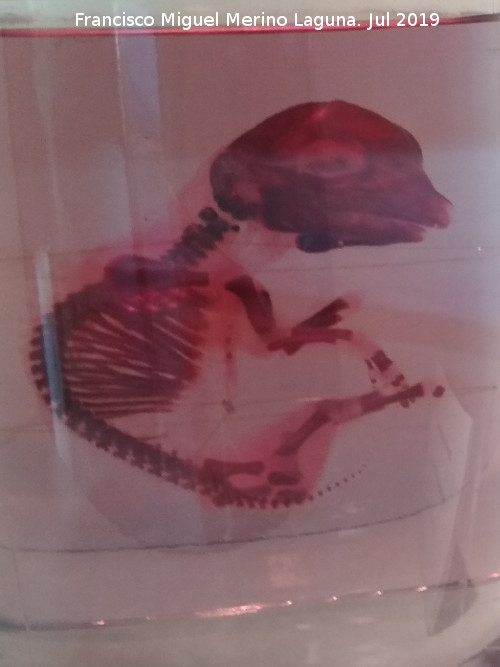 Toro - Toro. Ternera diafanizada. Ciudad de las Ciencias - Valencia