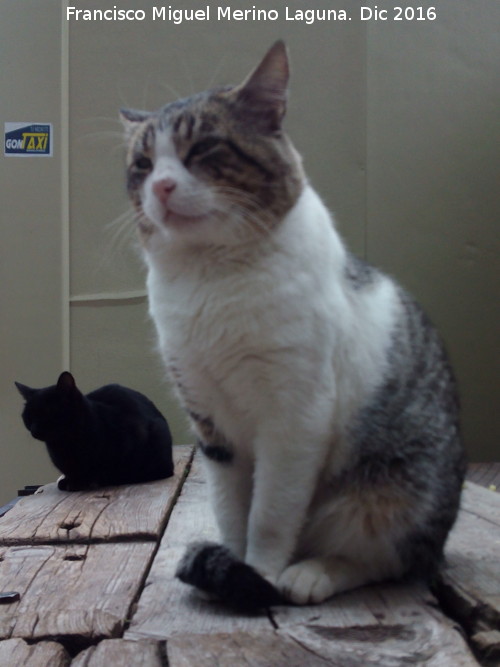 Gato - Gato. El Chorro - lora