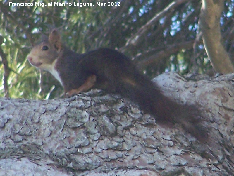 Ardilla - Ardilla. Pinar de Cnava - Jimena