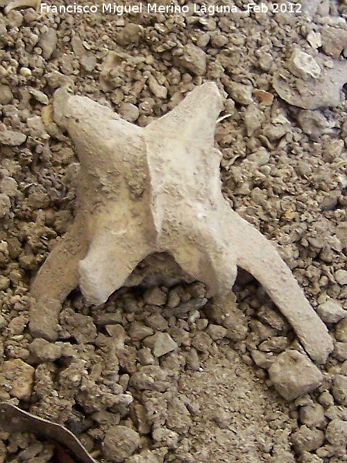 Zorro - Zorro. Vertebra. Cueva de las Fras - Jan