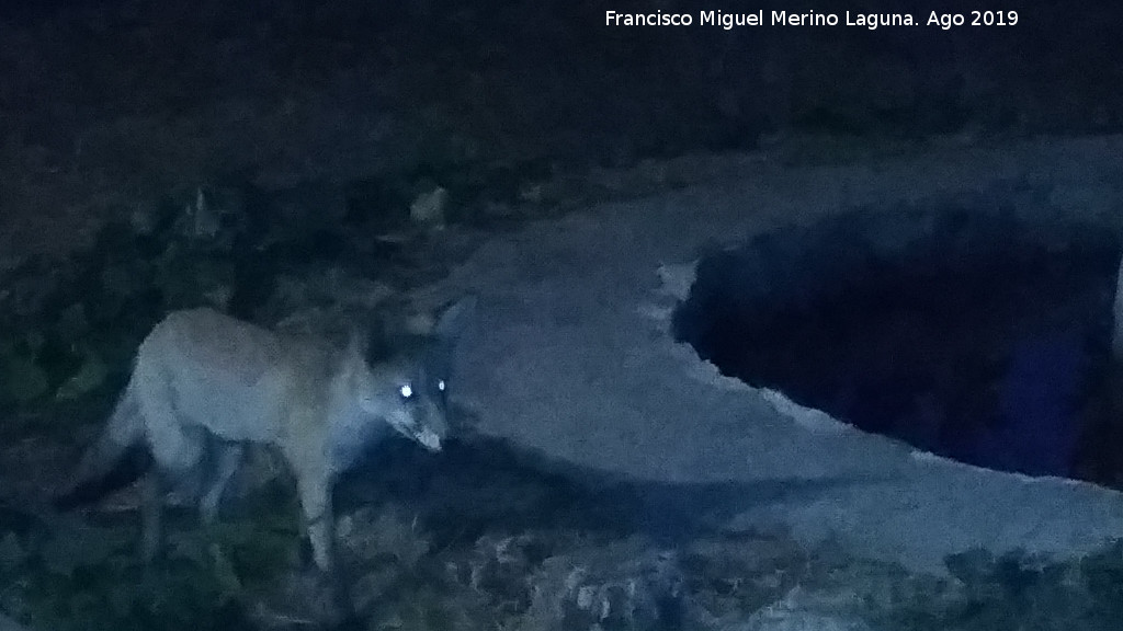 Zorro - Zorro. Majada de la Carrasca - Villacarrillo