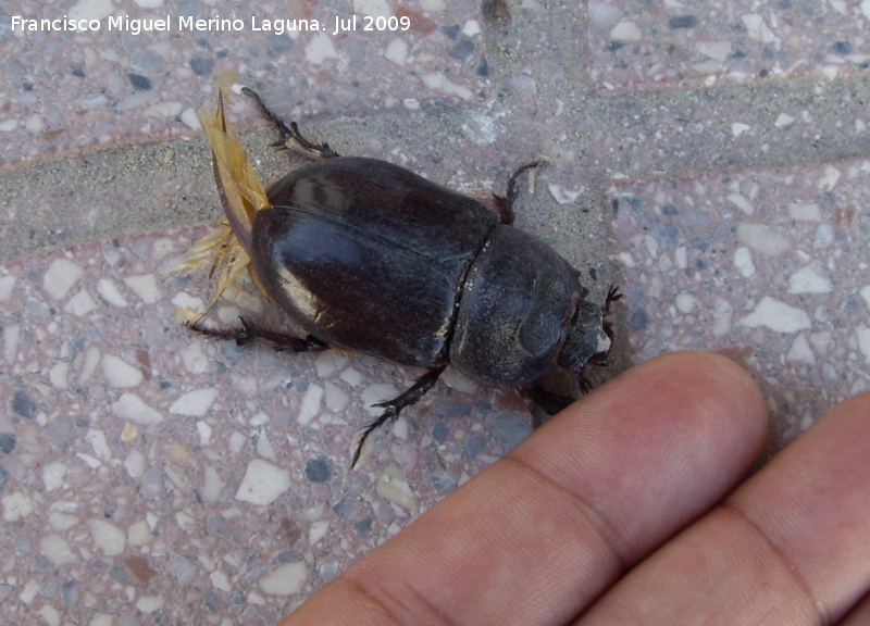 Escarabajo rinoceronte europeo - Escarabajo rinoceronte europeo. Hembra. Los Villares