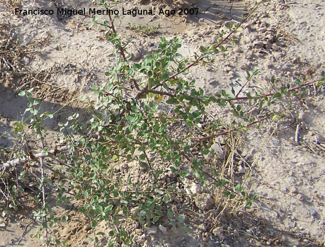 Aladierno - Aladierno. Santa Pola