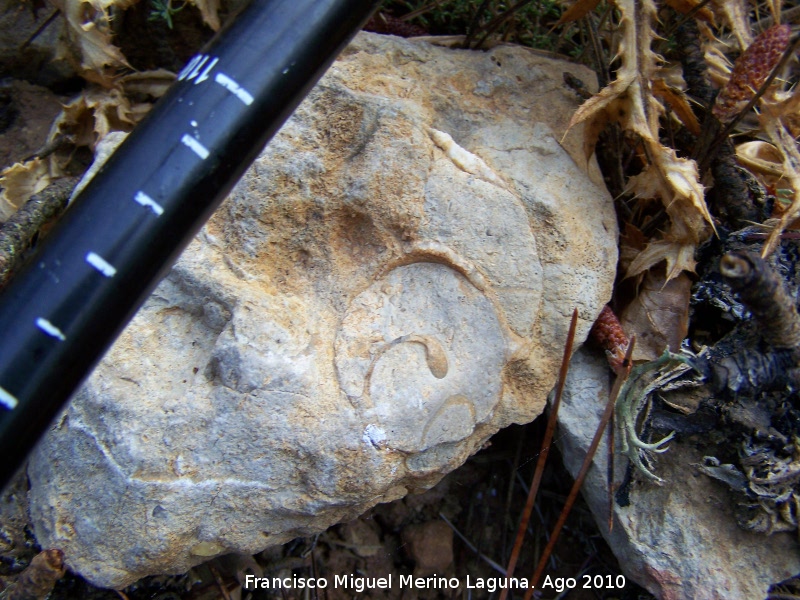 Bivalvo Rudista - Bivalvo Rudista. Arroyo de los Anchos - Santiago Pontones