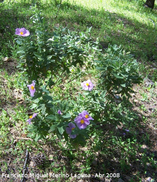 Jara blanca - Jara blanca. Jan