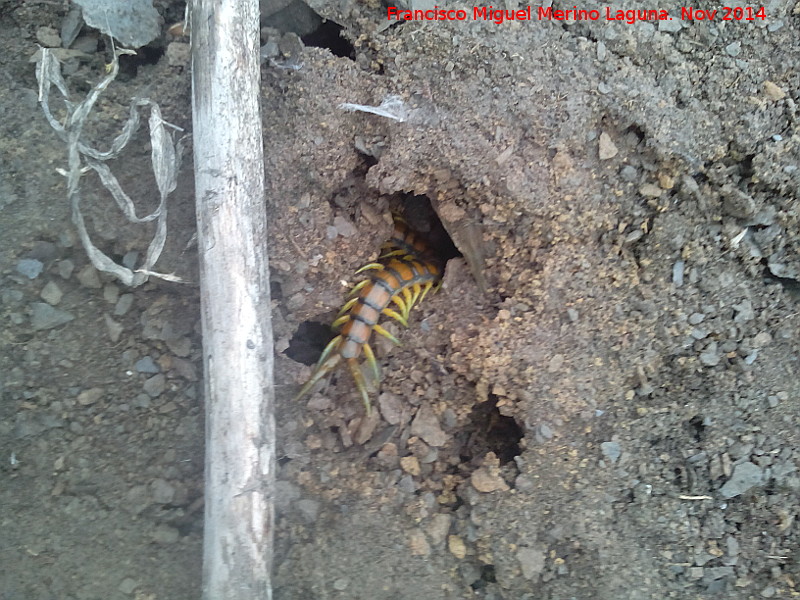 Escolopendra - Escolopendra. La Carnicera - Castellar