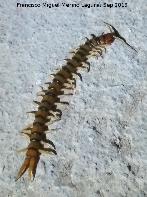 Escolopendra - Escolopendra. El Contadero - Los Villares