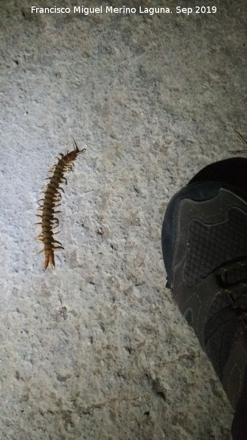 Escolopendra - Escolopendra. Tamao. El Contadero - Los Villares