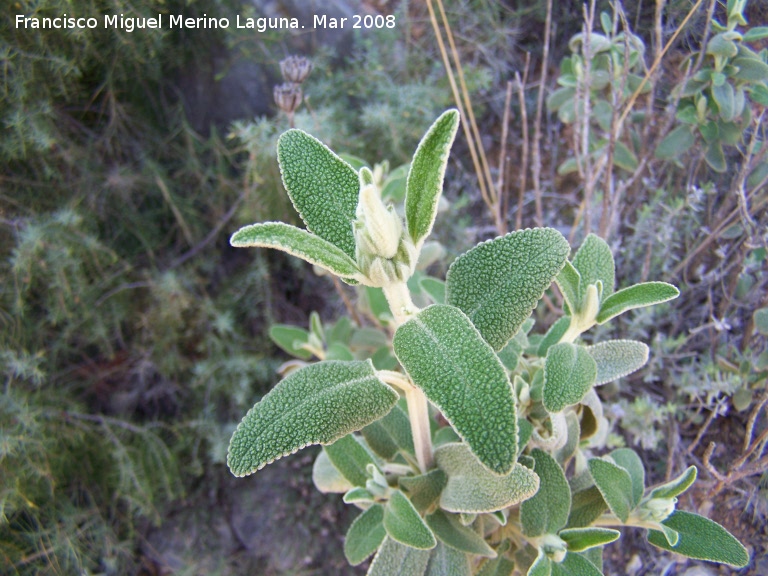 Matagallo - Matagallo. Jan