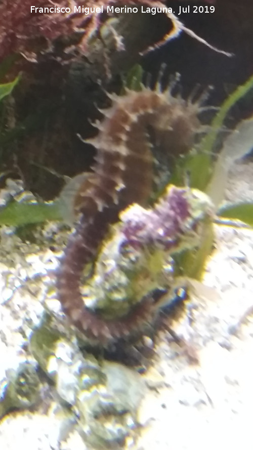 Pez Caballito de mar - Pez Caballito de mar. Santa Pola