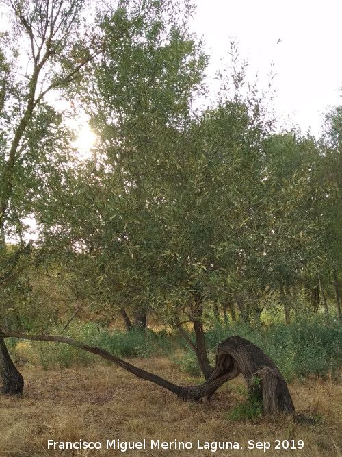 Labirnago - Labirnago. Ro Guadalquivir - Villacarrillo