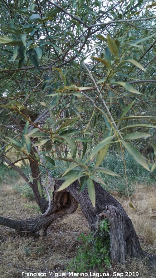 Labirnago - Labirnago. Ro Guadalquivir - Villacarrillo