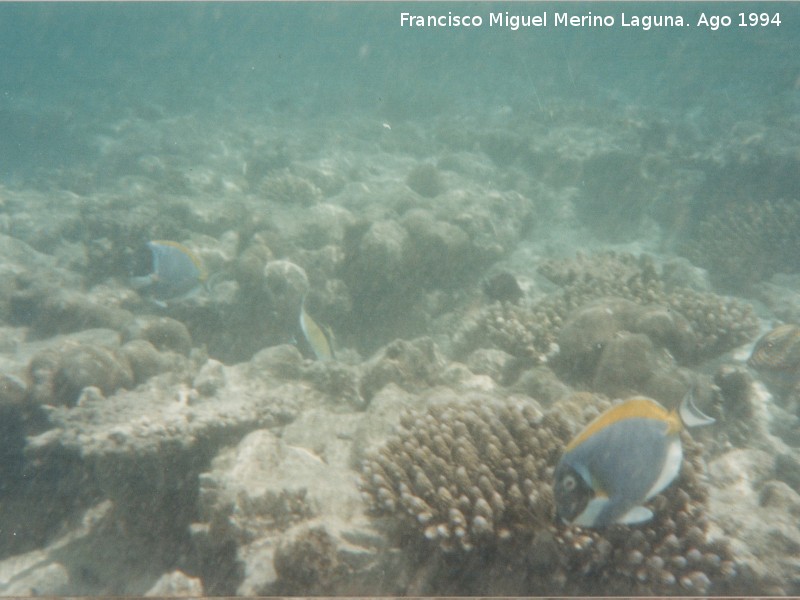 Pez cirujano de garganta blanca - Pez cirujano de garganta blanca. Maldivas