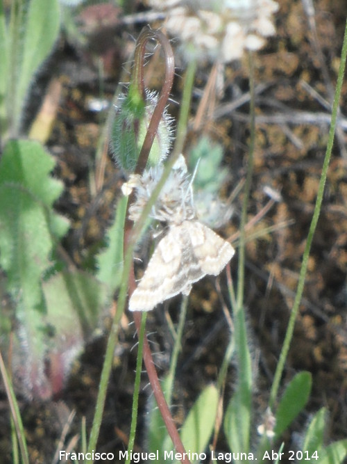 Polilla Aspitates ochrearia - Polilla Aspitates ochrearia. Arquillos el Viejo - Vilches