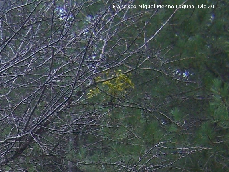 Muerdago - Muerdago. La Nava - Jan