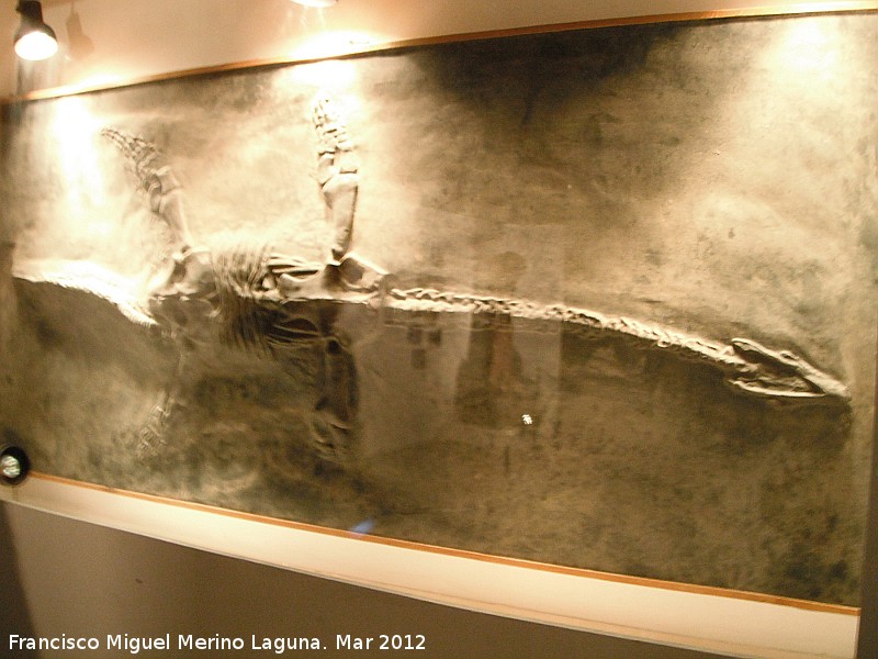 Plesiosauro - Plesiosauro. Hawai